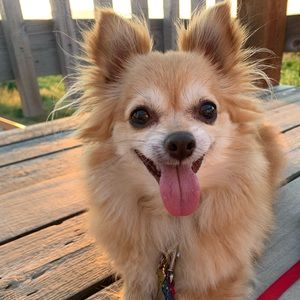 Meet your Posher, Hailey